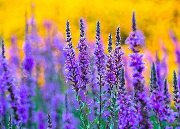 独立游戏平台网站itch.io因Funko公司提交错误的钓鱼网站报告而遭下架